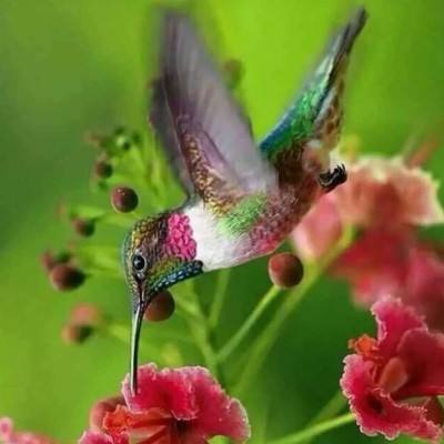 特朗普对美伊协议前景存疑 称德黑兰允许10艘油轮过霍尔木兹海峡