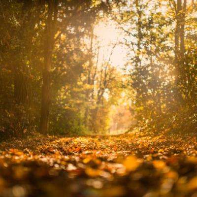 贝博app体育网页版