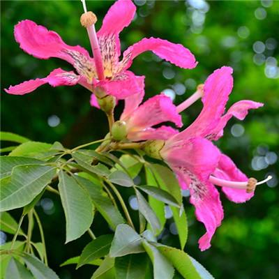 两周净值回撤近15%？百亿量化私募明汯投资宏观策略产品疑似“翻车”