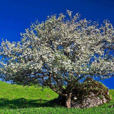 印度石油公司自2018年以来首次购买伊朗液化石油气