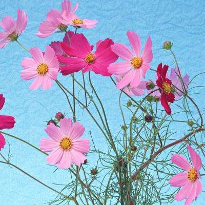 侠盗飞车罪恶都市手机版